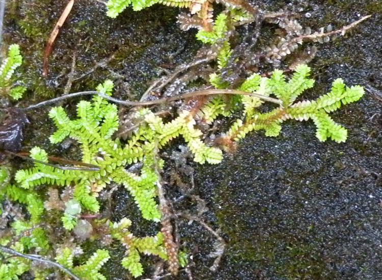 Selaginella helvetica / Selaginella elvetica